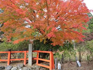 入り口の紅葉