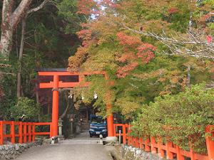 参道と鳥居と紅葉