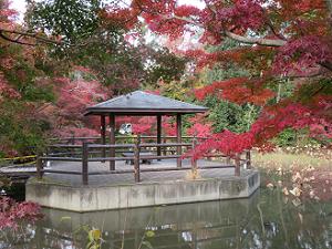 はす池の東屋と紅葉