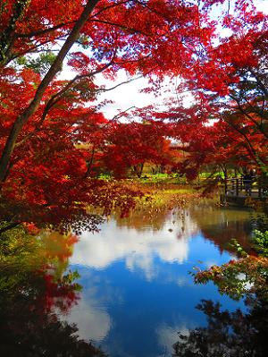 はす池と紅葉