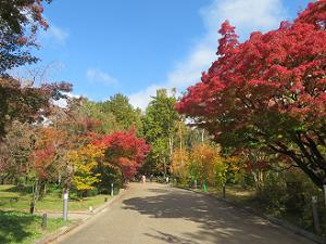 遊歩道の紅葉