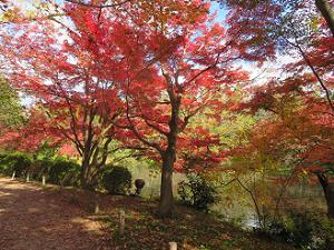 池のほとりの紅葉