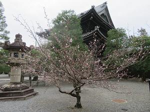 桜と阿弥陀堂