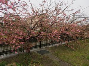 3分咲きの河津桜