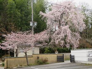 駐車場付近の枝垂れ桜