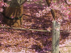 足元に散るオカメ桜