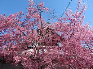 見上げるオカメ桜