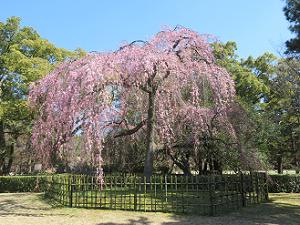 出水の枝垂れ桜