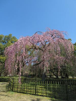 青空と出水の枝垂れ桜