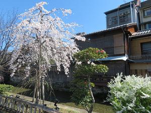 枝垂れ桜と雪柳