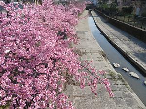 河津桜と水路