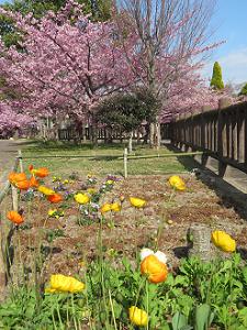 春の花と河津桜