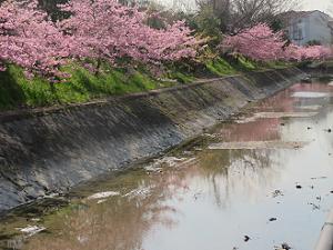 水の流れと河津桜