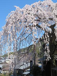枝垂れ桜と青空