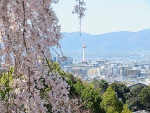 枝垂れ桜と京都タワー