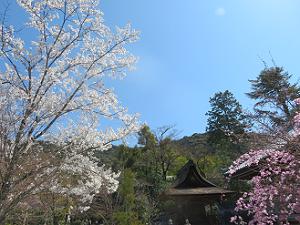 満開の桜と鎮守堂