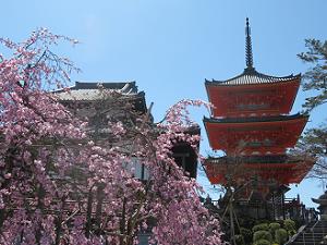 紅枝垂れ桜と三重塔