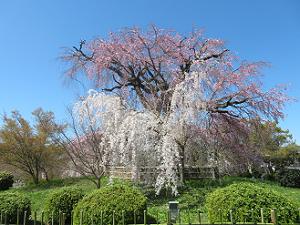 祇園枝垂れ桜