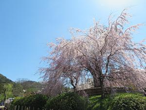 日差しを浴びた祇園枝垂れ桜