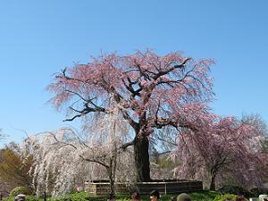 青空と祇園枝垂れ桜