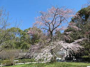 安養寺付近の枝垂れ桜