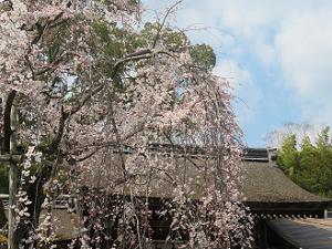 魁桜と神門