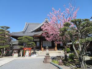 大殿と蜂須賀桜