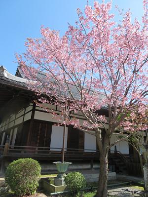 見上げる蜂須賀桜
