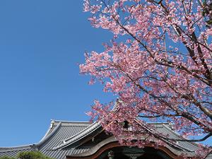 青空と蜂須賀桜