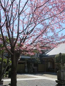 蜂須賀桜と阿弥陀堂