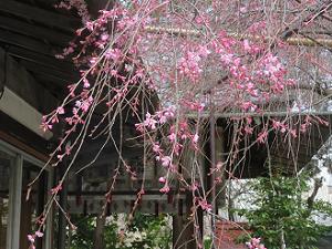 咲き始めた紅枝垂れ桜