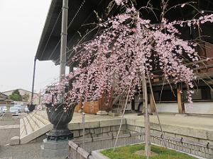 本堂東側の三春滝桜