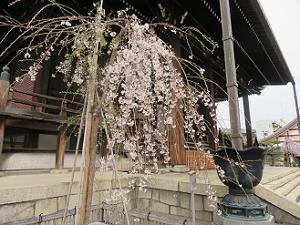 本堂西側の三春滝桜