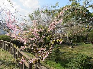 散り始めている河津桜