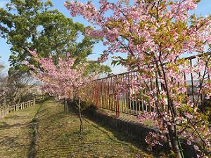 葉が目立つ河津桜