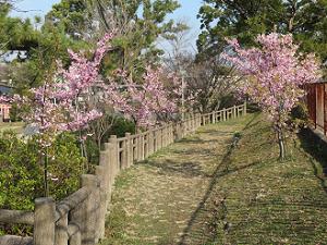 石垣の上の河津桜