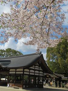 桜と割拝殿