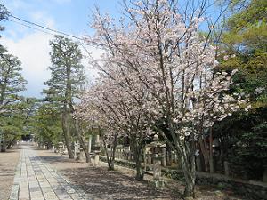 参道の八重桜