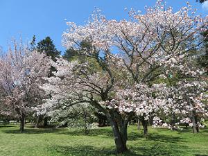 鷹司邸の桜
