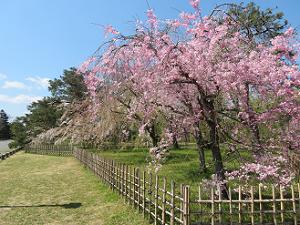 遅咲きの糸桜