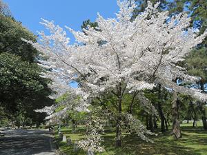 真っ白な桜