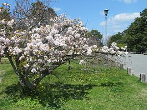 白色の八重桜