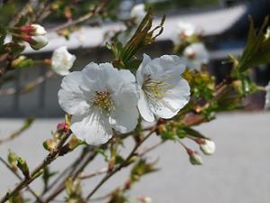 白色の桜のアップ
