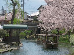 十石舟と桜