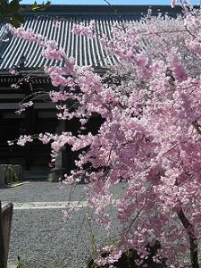 八重紅枝垂れ桜と本堂