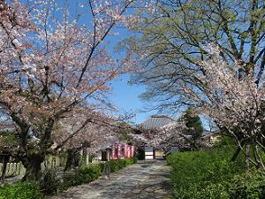 参道と桜と仁王門