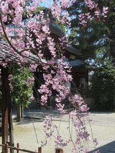 八重紅枝垂れ桜の枝先