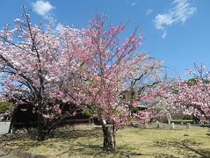 大門西側の桜