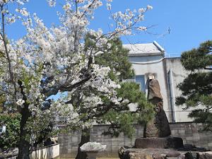 殉教碑と桜