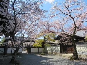 勅使門付近の桜